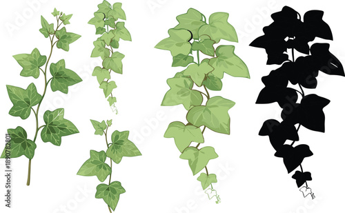 Ivy vine botanical elements set with green leaves branches and black silhouette version isolated on white background