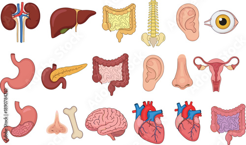 Human internal organs anatomy illustration set showing heart brain liver kidneys intestines ear eye nose spine uterus for medical education biology healthcare isolated