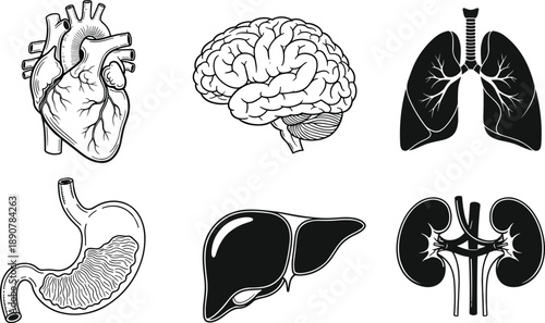 Human internal organs illustration set featuring heart, brain, lungs, stomach, liver and kidneys, detailed black and white medical anatomy drawings for healthcare, biology education