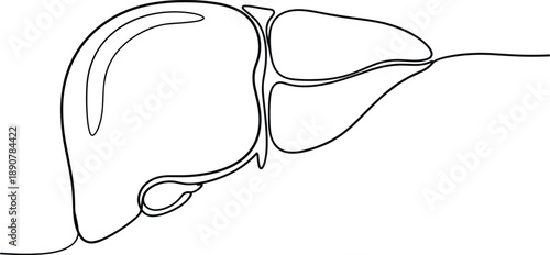 Minimal continuous line art illustration of human liver anatomy, elegant black outline medical organ drawing for healthcare, biology education, anatomy study, modern medical design