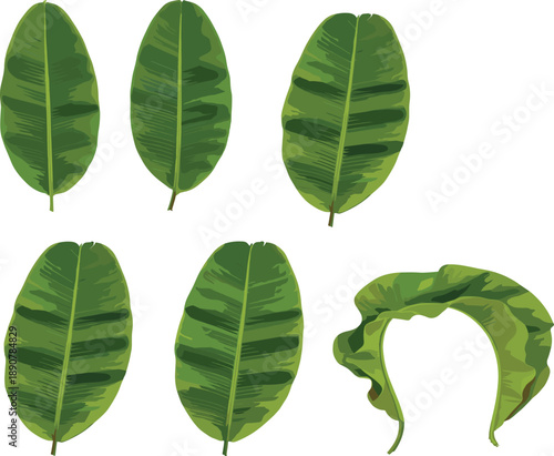 Realistic tropical banana leaves set in different shapes for botanical decoration and natural design projects