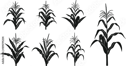Black corn plant silhouettes collection featuring maize stalks with ears and tassels isolated on white background for organic farming agricultural vector design elements