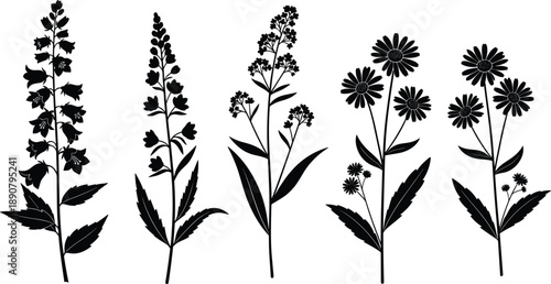 Black silhouette collection of wild meadow flowers and field herbs with bellflowers and daisies isolated on white background for floral botanical graphic design