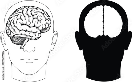 Human head front view with detailed brain anatomy and simplified hemispheres, educational medical concept, neuroscience illustration