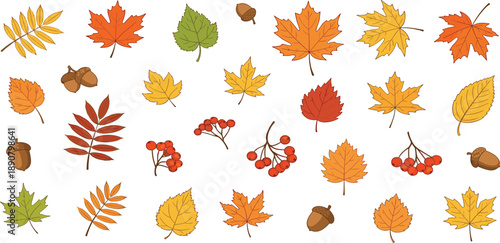 Vibrant autumn leaves and fruits arranged in a visually appealing pattern on a clean background viewed from directly above