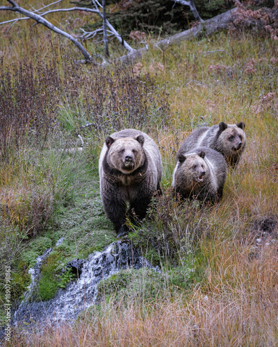 Grizzly Bear in Autumn Landscape of Yellowstone National Park, Wyoming