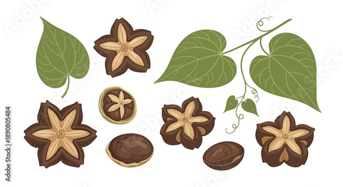 Starfruit and leafy greens illustrations in various forms