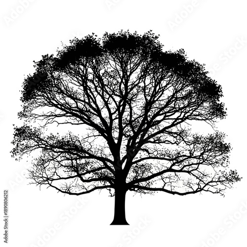 A strong and organic oak tree silhouette representing nature, environment, and sustainability concepts.