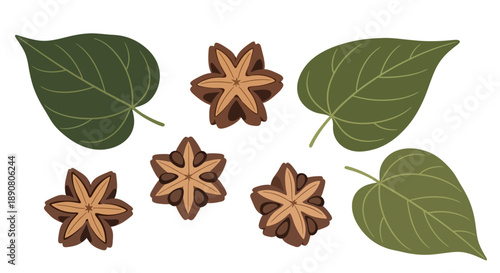 Star anise spice and green leaves illustration set