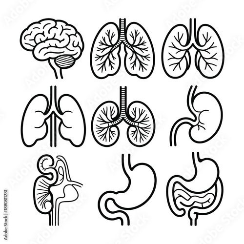 Human organ anatomy icons set brain lungs kidneys intestines medical illustration