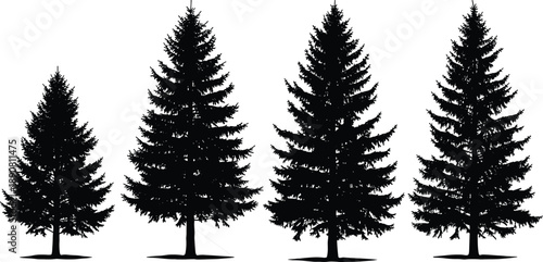 Tree, silhouette, evergreen, conifer, pine, forest, nature, growth, shape, branch, outline, foliage, botanical, woodland, seasonal, plant, illustration, comparison, species, design