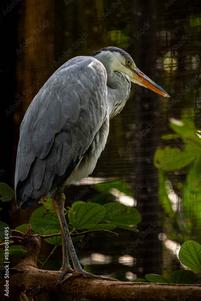 Fototapeta premium A solitary grey heron standing on the branch and looking at the water