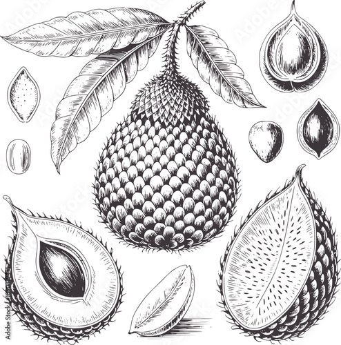 Black and botanical of salak fruit and seeds snakefruit