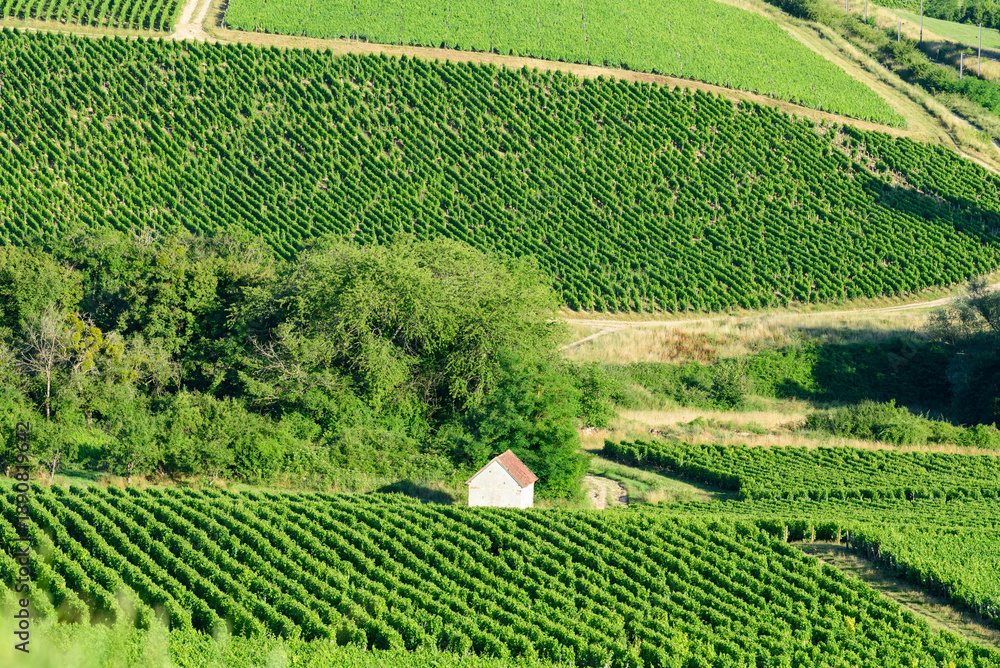 Fototapeta premium A small white house sits nestled among dense green vineyards and patches of woodland on rolling hills in Pouilly sur Loire. The sunlit landscape features vibrant textures and a peaceful rural mood.