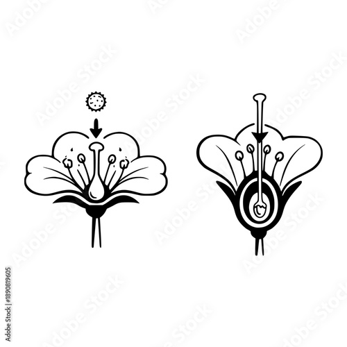 Pollination and fertilization process illustrated diagram