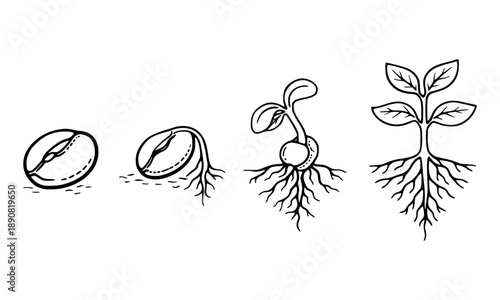 Seed germination stages diagram in black and white