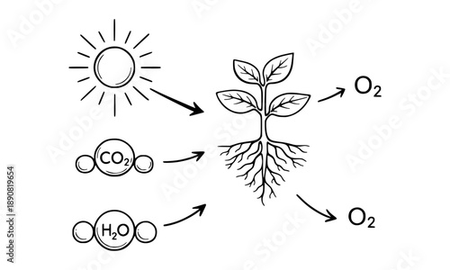 The process of photosynthesis explained diagram