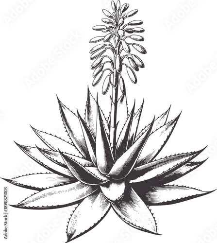 Monochrome botanical of an aloe vera plant with a tall flower stalk