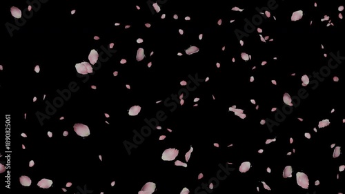 Falling Cherry Blossom Petals with Alpha Channel　舞い落ちる桜の花びら動画素材（アルファチャンネル付き）