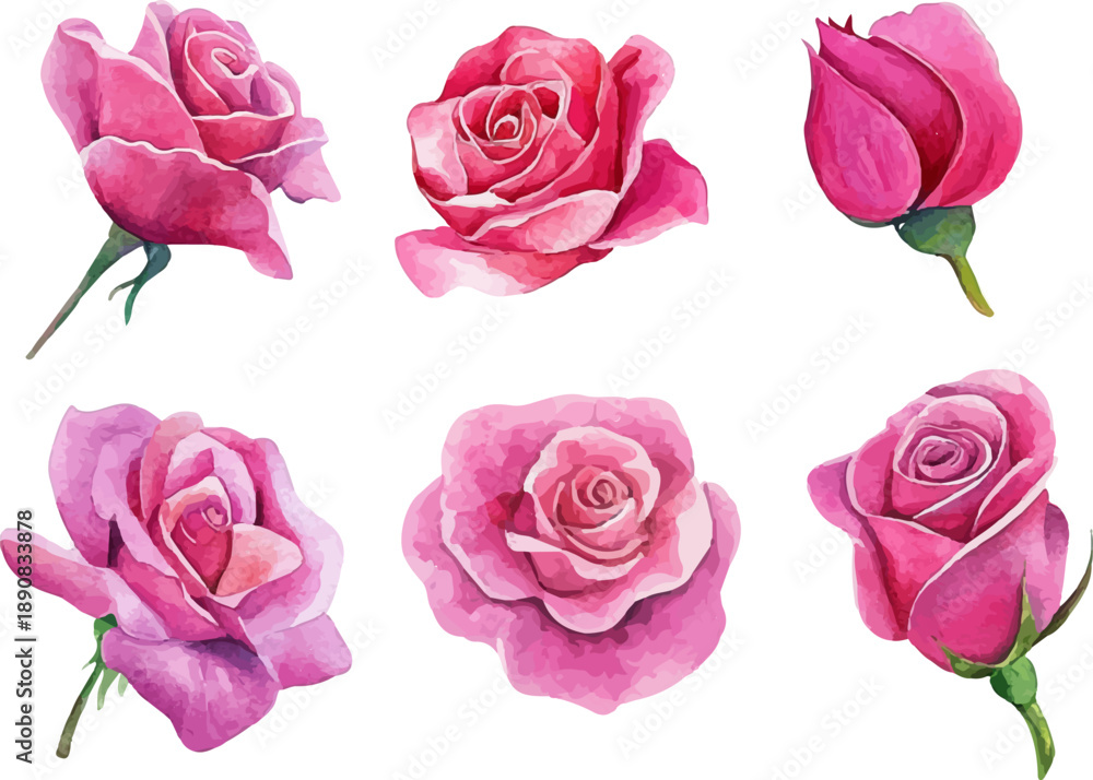 Fototapeta premium set of pink roses vector