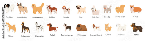 Cute dogs, puppies of different breeds set. Canine animals, diverse big and little doggies. Poodle, dachshund, dalmatian and jack russell terrier. Flat vector illustration isolated on white background