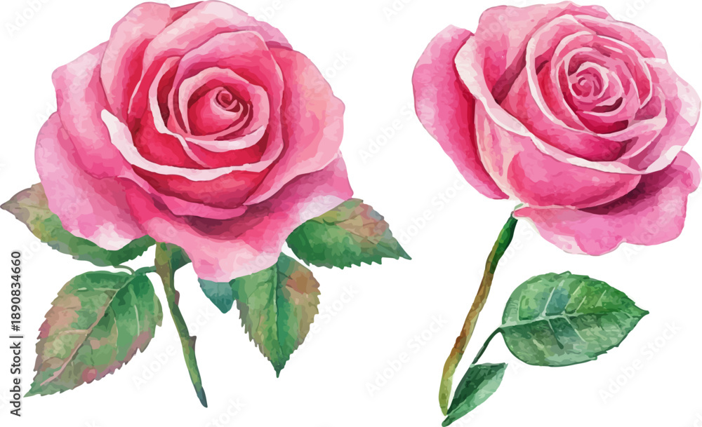 Naklejka premium pink rose isolated on white