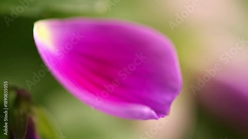 Abstract Organic Texture Composition emphasizing the patterns and soft-focus textures of natural plant forms.