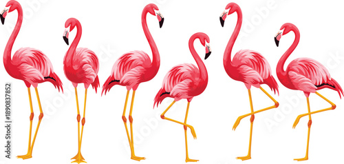 Flamingo cartoon character set. Bright pink flamingos in different standing and walking poses. Clean flat vector illustration for tropical designs, mascots, prints, and branding.