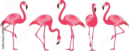 Flamingo bird character set. Pink flamingos in different standing and bending poses. Flat vector illustration for wildlife design, tropical themes, decoration, and branding.