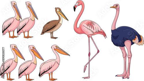 Tropical bird illustration set. Pelicans, flamingo, and ostrich in different poses and styles. Detailed flat vector artwork for wildlife design, education, and nature projects.