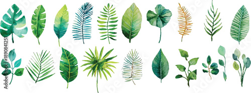 set of green wheat ears