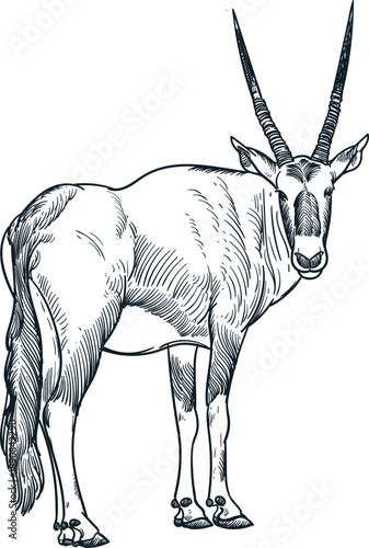 Vintage hand drawn sketch of gemsbok (Oryx gazella)