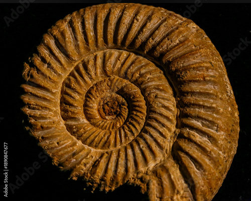 ammonite