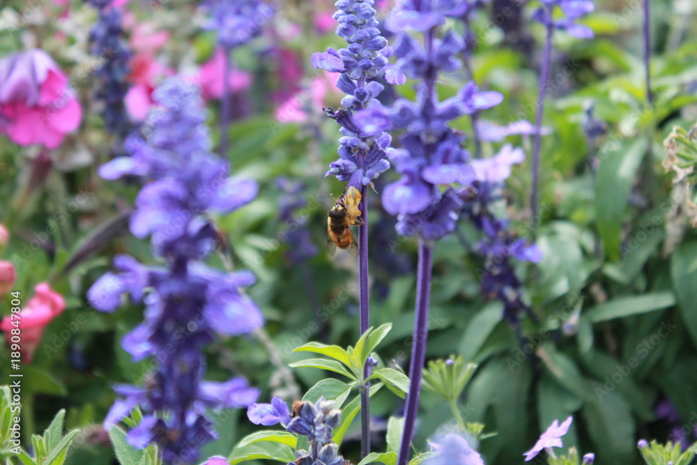 Fototapeta premium Bee on A Flower