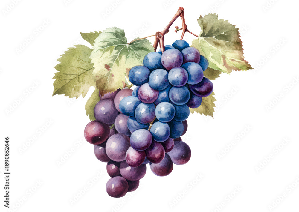 Fototapeta premium bunch of red grapes isolated