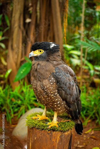 Crested Serpent Eagle