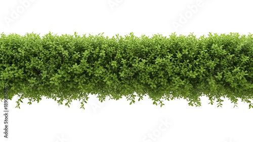 Green leafy bush border isolated on transparent background