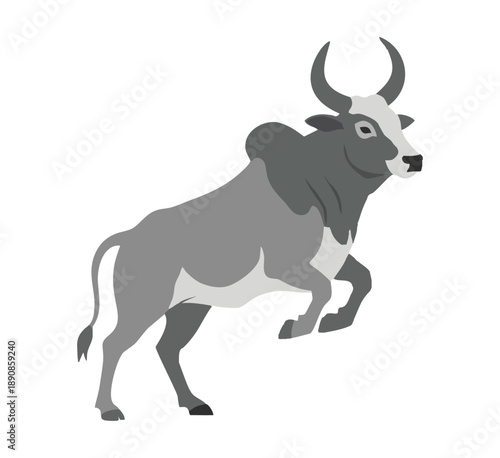 Gray Brahman Bull Illustration with Hump and Upward Curved Horns Isolated on white Transparent background (EPS file)