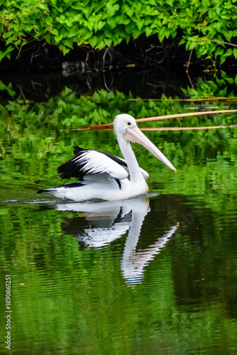 Australian Pelican swimming in water