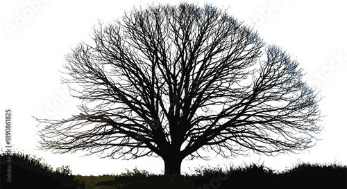 Black silhouette of bare tree with detailed branches on grass field, winter nature landscape background isolated on white, vector illustration outdoor scenery graphics