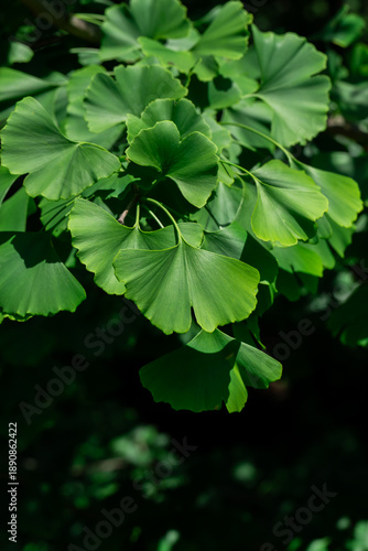 Vibrant closeup of green ginkgo leaves showcasing their distinctive fan shape...