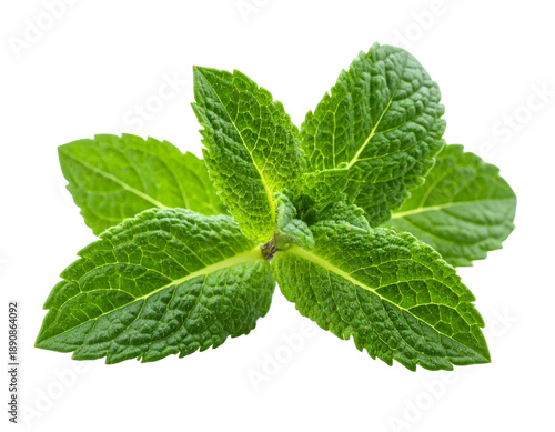 Vibrant green leaves, intricately veined, clustered on a dark background