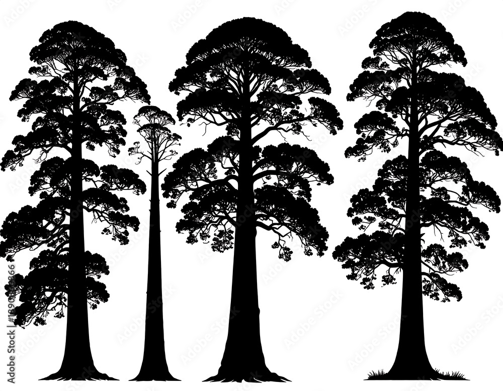 Fototapeta premium A group of four tall trees with dense foliage silhouetted against a white background