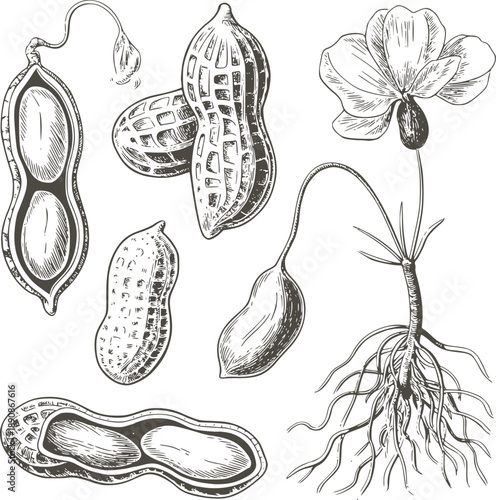 Black and botanical of peanuts and plant parts roots