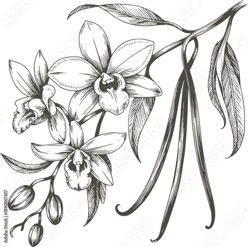 Black and botanical of orchids and vanilla beans