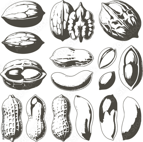 Black and botanical of various nuts and seeds walnuts