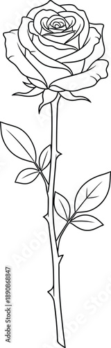 Single rose illustration Vector