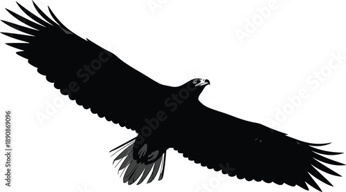 Flying eagle silhouette with spread wings isolated on white background, powerful bird of prey symbolizing freedom, strength, wildlife, nature, vision, leadership