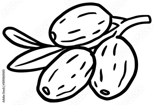 Hand-Drawn Dates Fruit Cluster Islamic Ramadan Food Illustration