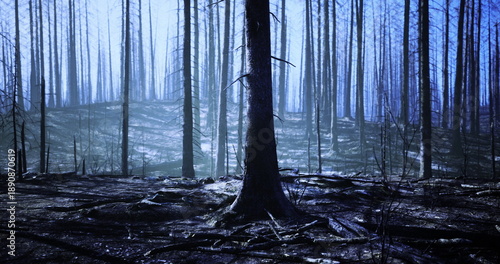 Obraz na plátně Moonlit wet forest floor with reflections and standing charred trunks, cold blue
